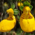 Capachito Calceolaria corymbosa Los Colores de Chile Central - Ma Teresa Eyzaguirre