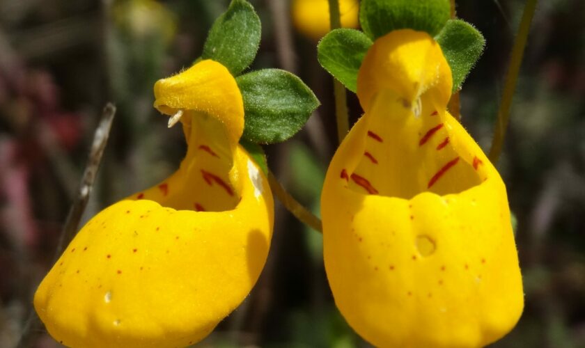 Los colores de las flores de Chile: conoce las guías desplegables que nos acercan a su belleza desde el desierto a la Patagonia