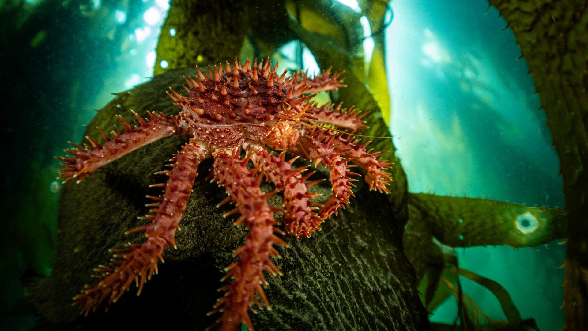 ARGENTINA | Histórico: los bosques submarinos de Tierra del Fuego están protegidos por ley