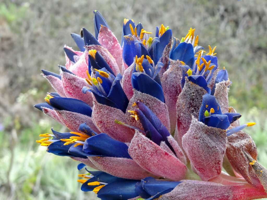 Chagualillo Puya venusta Los Colores de Chile Central - Ma Teresa Edwards