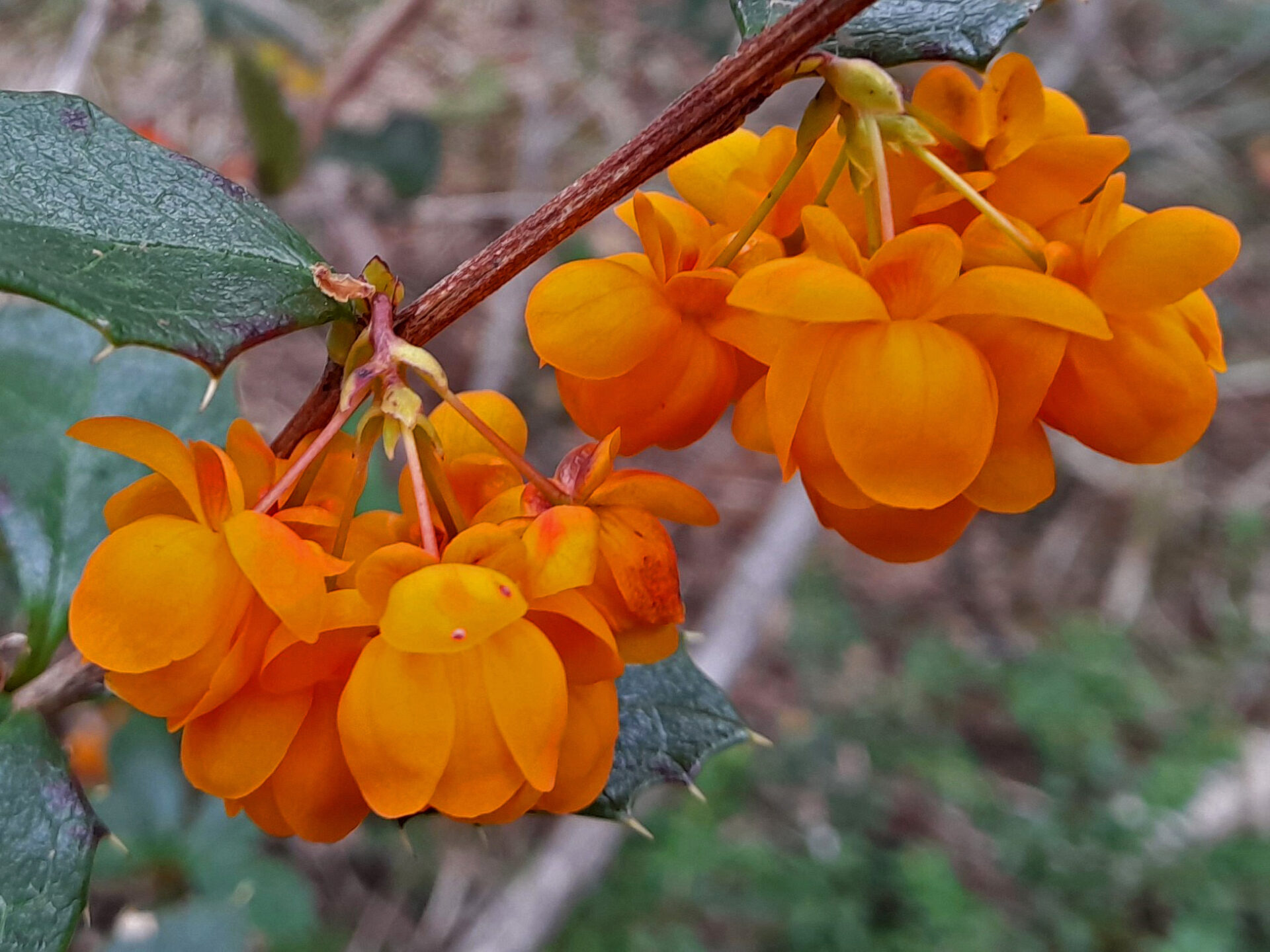 Los colores de las flores de Chile: conoce las guías desplegables que ...