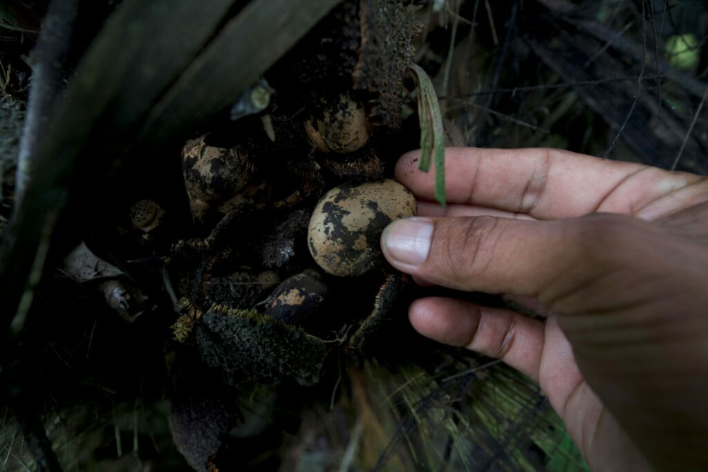 Cada fruto de un árbol de tagua esconde entre 200 y 300 semillas. Crédito: César Mera, cortesía Revista Vistazo.