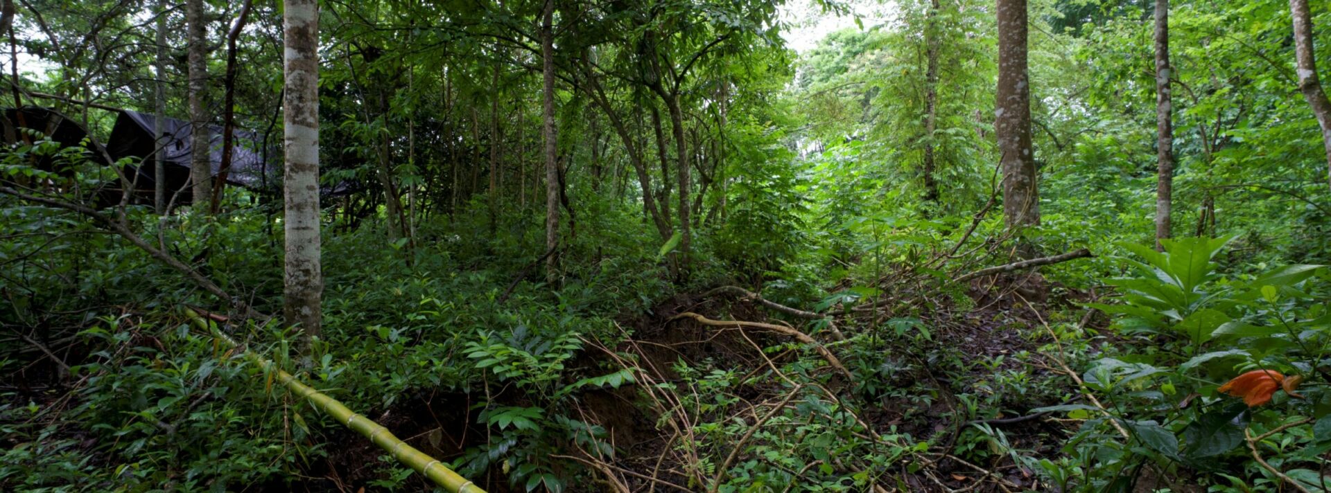 La tagua: el marfil vegetal que Ecuador podría perder