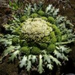 Coliflor de cordillera Gamocarpha ventosa Los Colores de la Patagonia - Ma Teresa Eyzaguirre