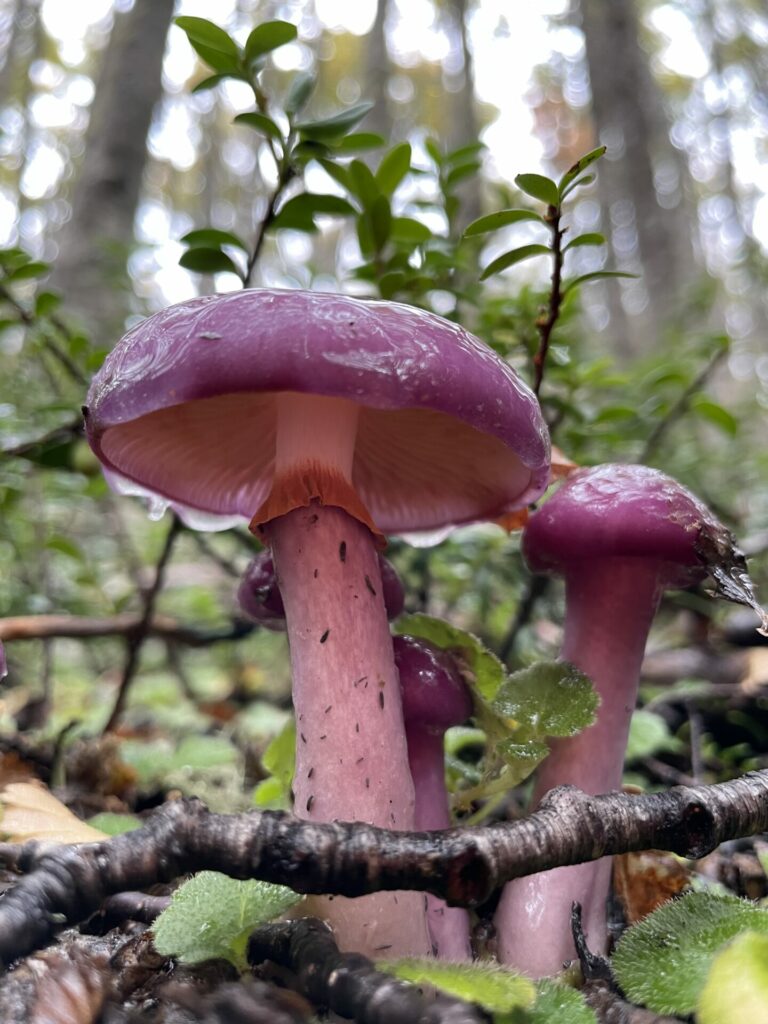 Complex Cortinarius magellanicus. Créditos: Francisca Coloma.