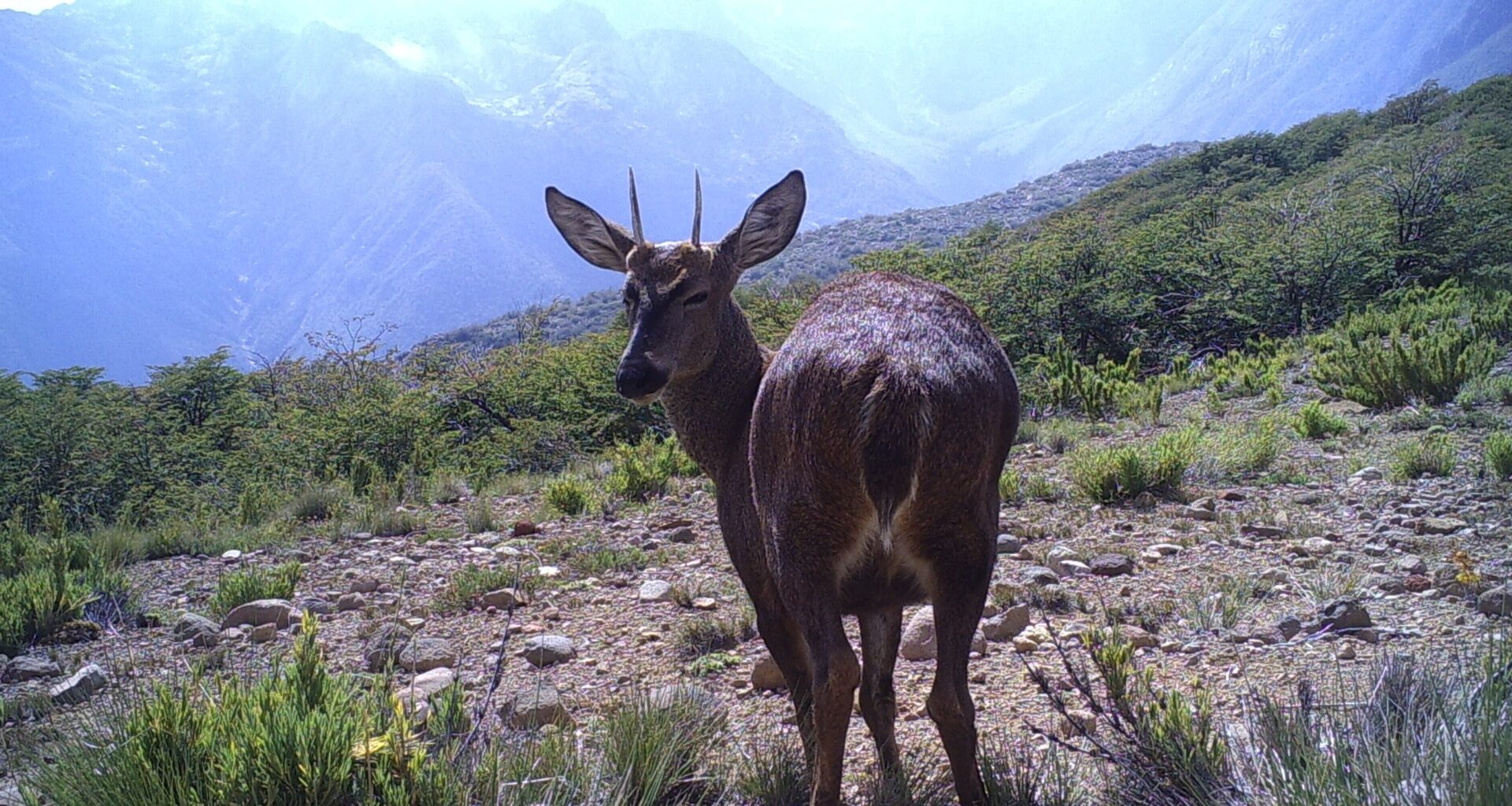 Organizaciones impulsan encuentro por la conservación del huemul en Ñuble