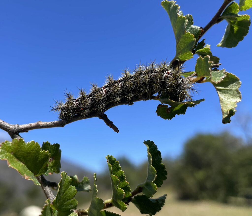 Ormiscodes amphimone en los bosques de lenga en la Región de Aysén. Créditos: LabGRS PUCV / Q-ForestLab / Instituto de Geografía PUCV.