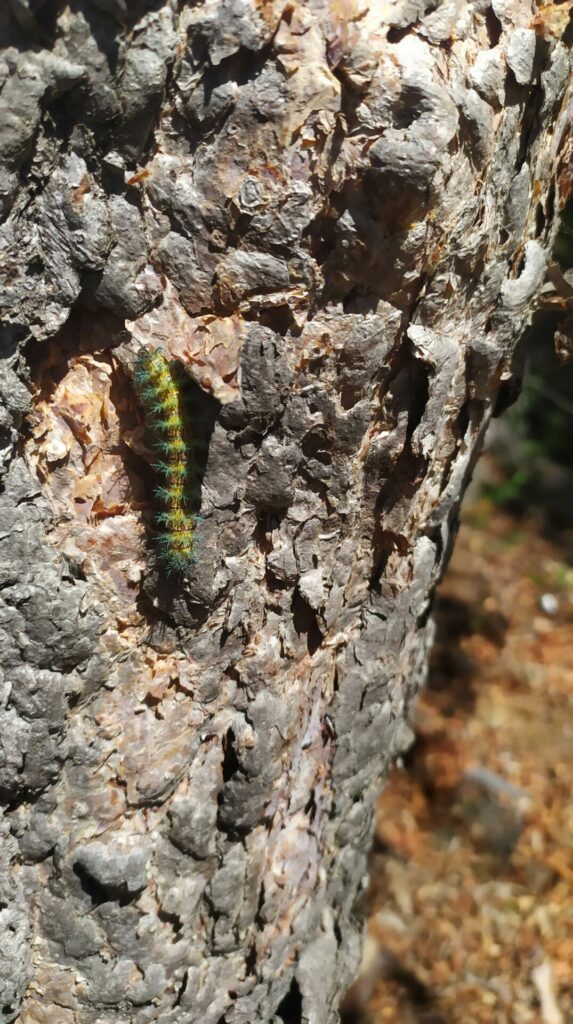 Ormiscodes amphimone en los bosques de lenga en la Región del Maule. Créditos: Antonio Cabrera.