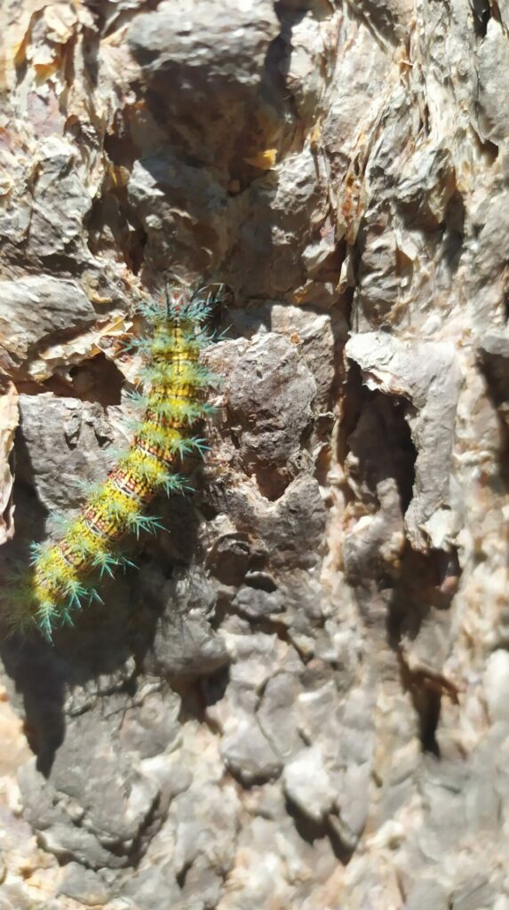 Ormiscodes amphimone en los bosques de lenga en la Región del Maule. Créditos: Antonio Cabrera.