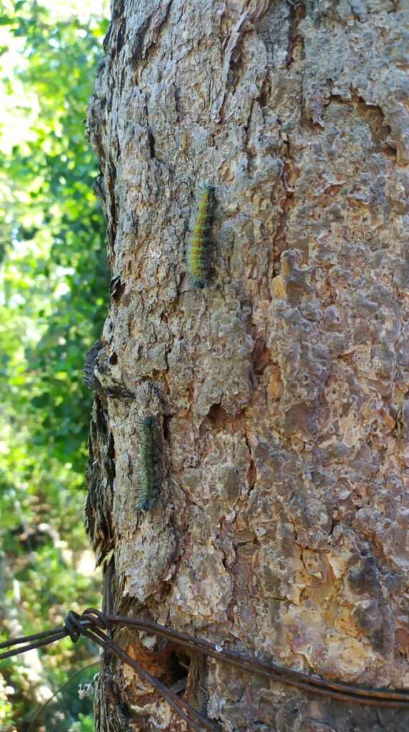 Ormiscodes amphimone en los bosques de lenga en la Región del Maule. Créditos: Antonio Cabrera.