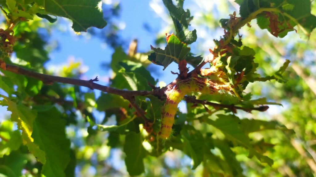 Ormiscodes amphimone en los bosques de lenga en la Región del Maule. Créditos: Antonio Cabrera.