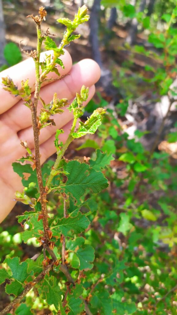 Ormiscodes amphimone en los bosques de lenga en la Región del Maule. Créditos: Antonio Cabrera.