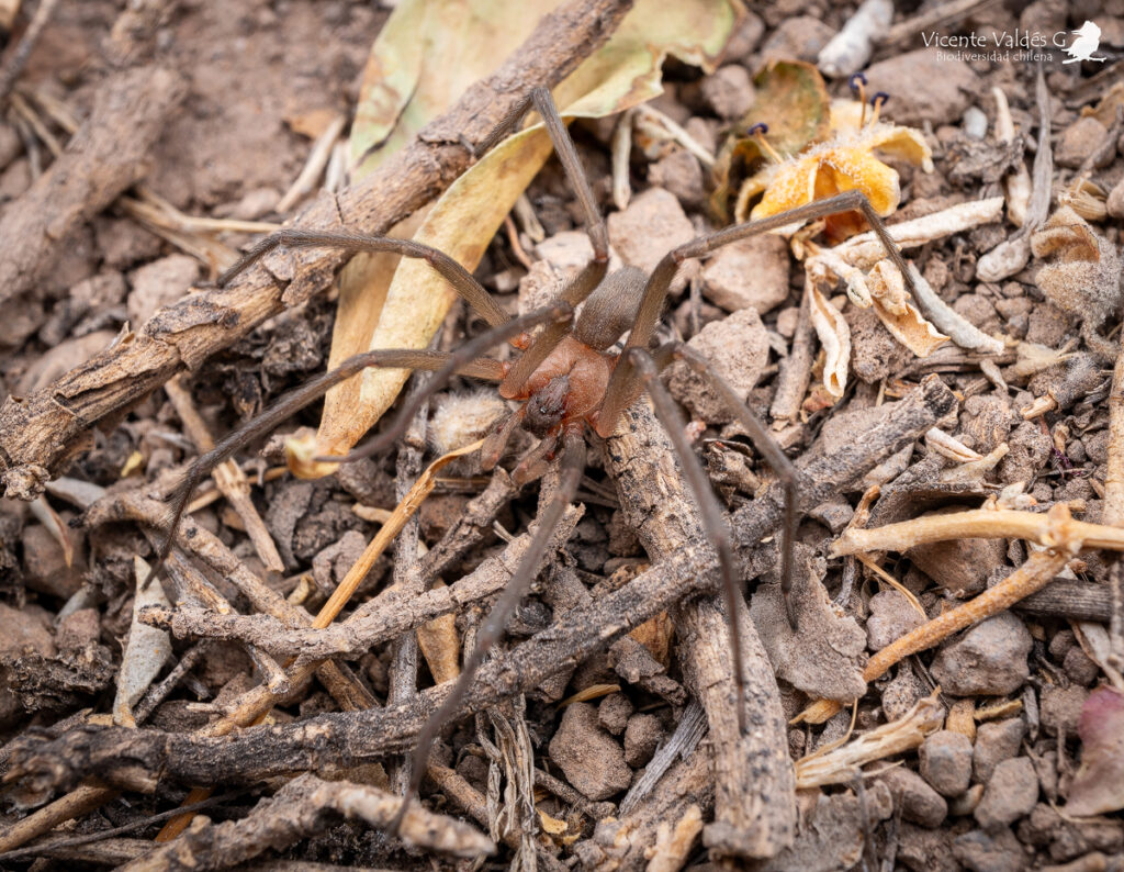 Araña de rincón. (Loxosceles laeta). Créditos: Vicente Valdés