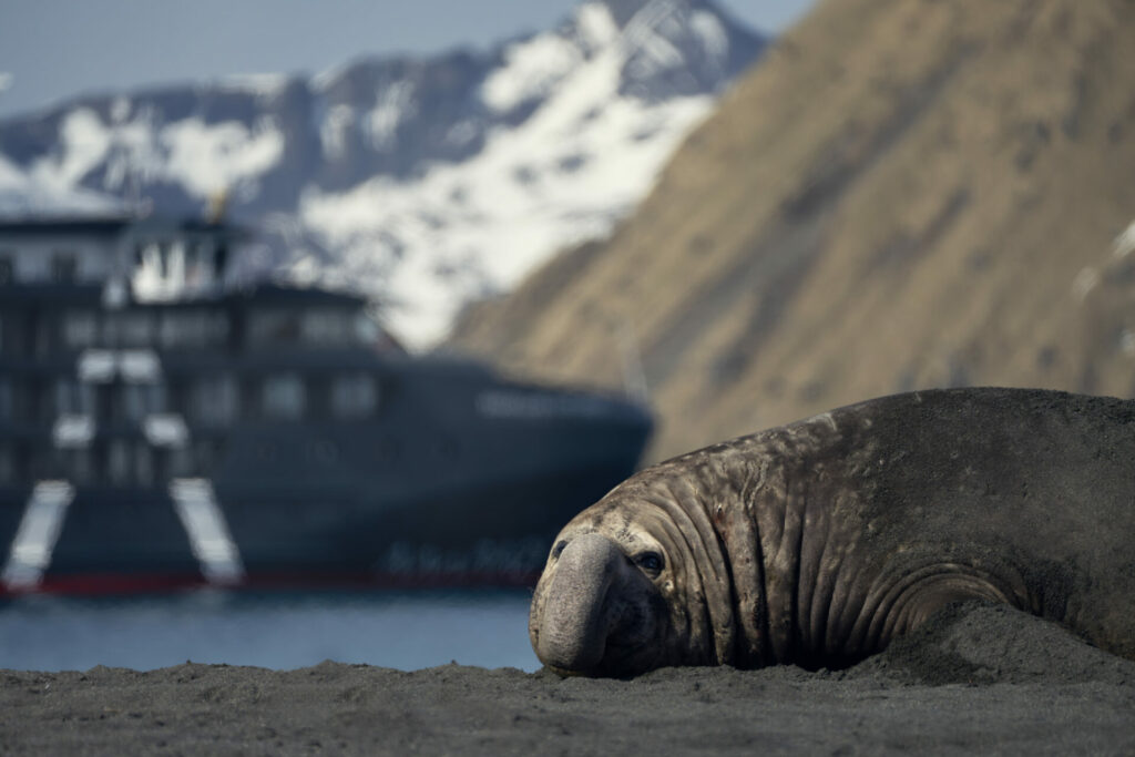 Elefante Barco. Créditos: Forasteras.