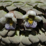 Escarapela Viola atropurpurea Los Colores de la Patagonia - Ma Teresa Eyzaguirre
