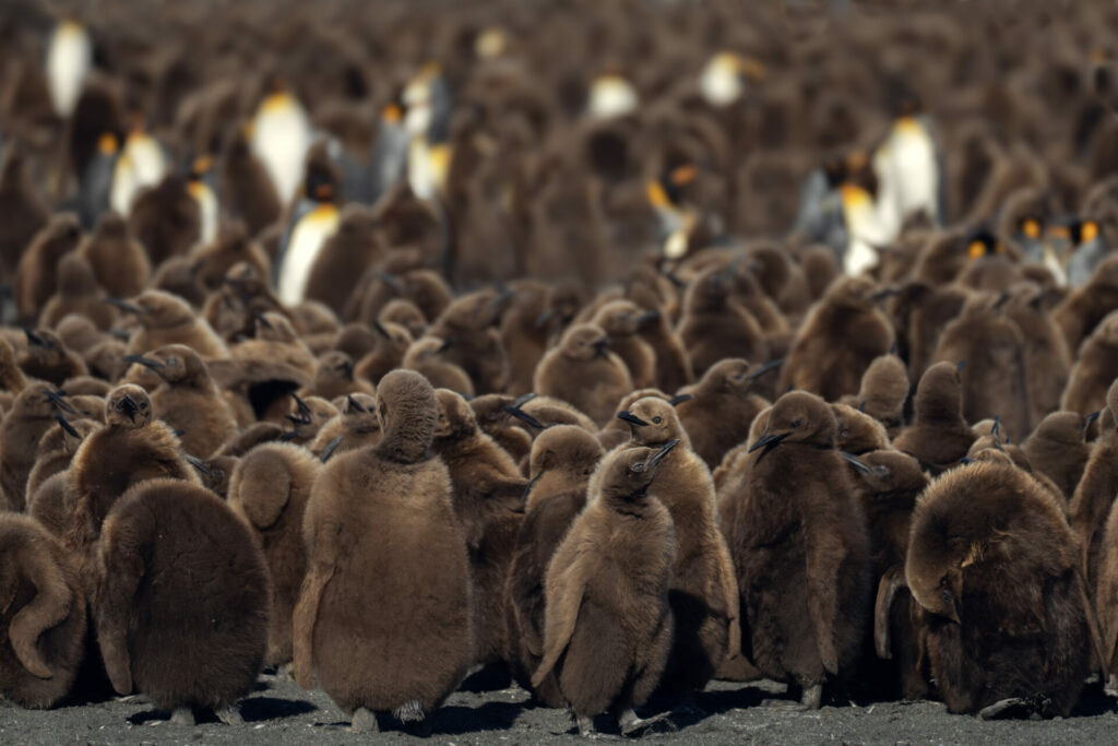 Fauna de la expedición Islas South Georgia. Créditos: Forasteras.