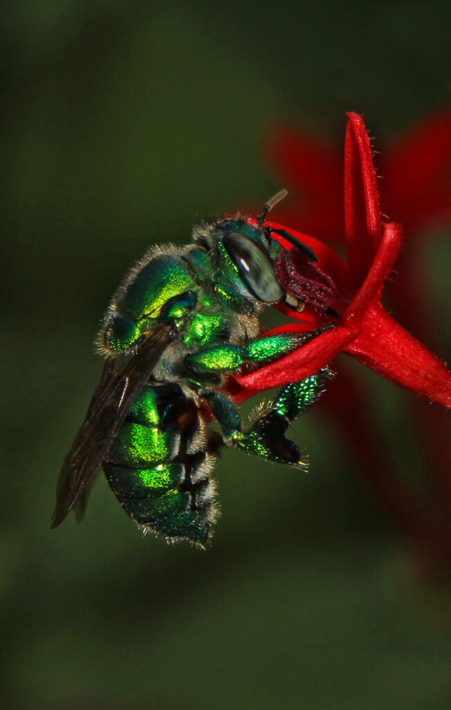 Abeja del género Euglossa. Créditos: Judy Gallagher.