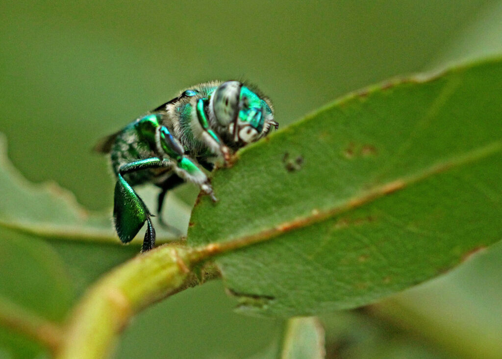 Abeja del género Euglossa. Créditos: Mary Keim.