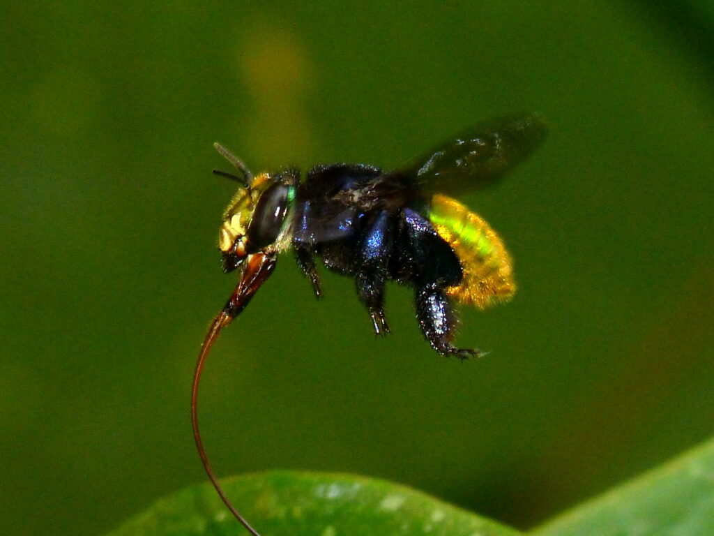 Abeja del género Euglossa. Créditos: Karen Yukich.