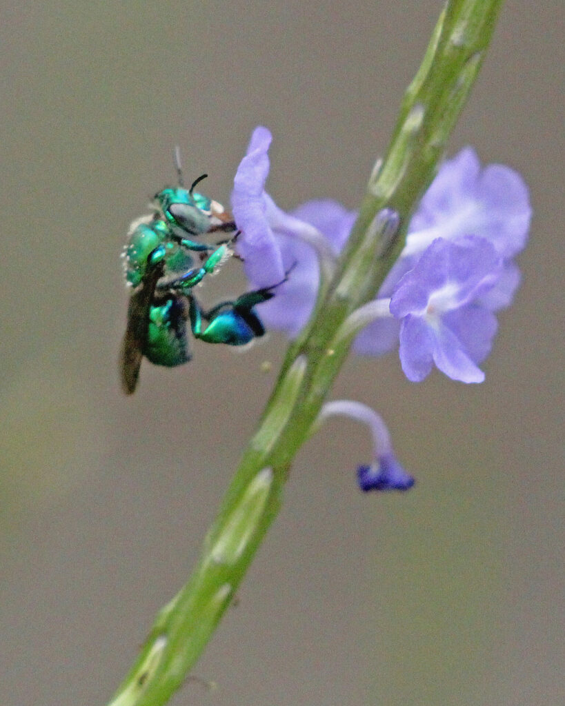 Abeja del género Euglossa. Créditos: Mary Klein.