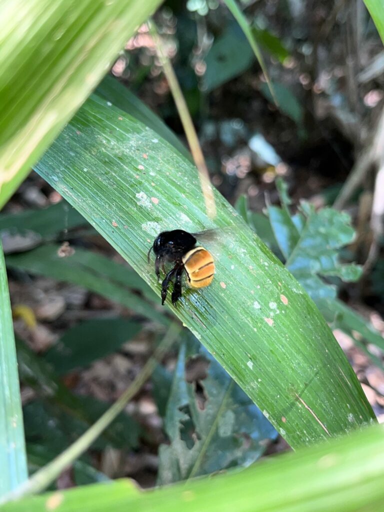 Abeja del género Eulaema. Créditos: Alexander Sherer.