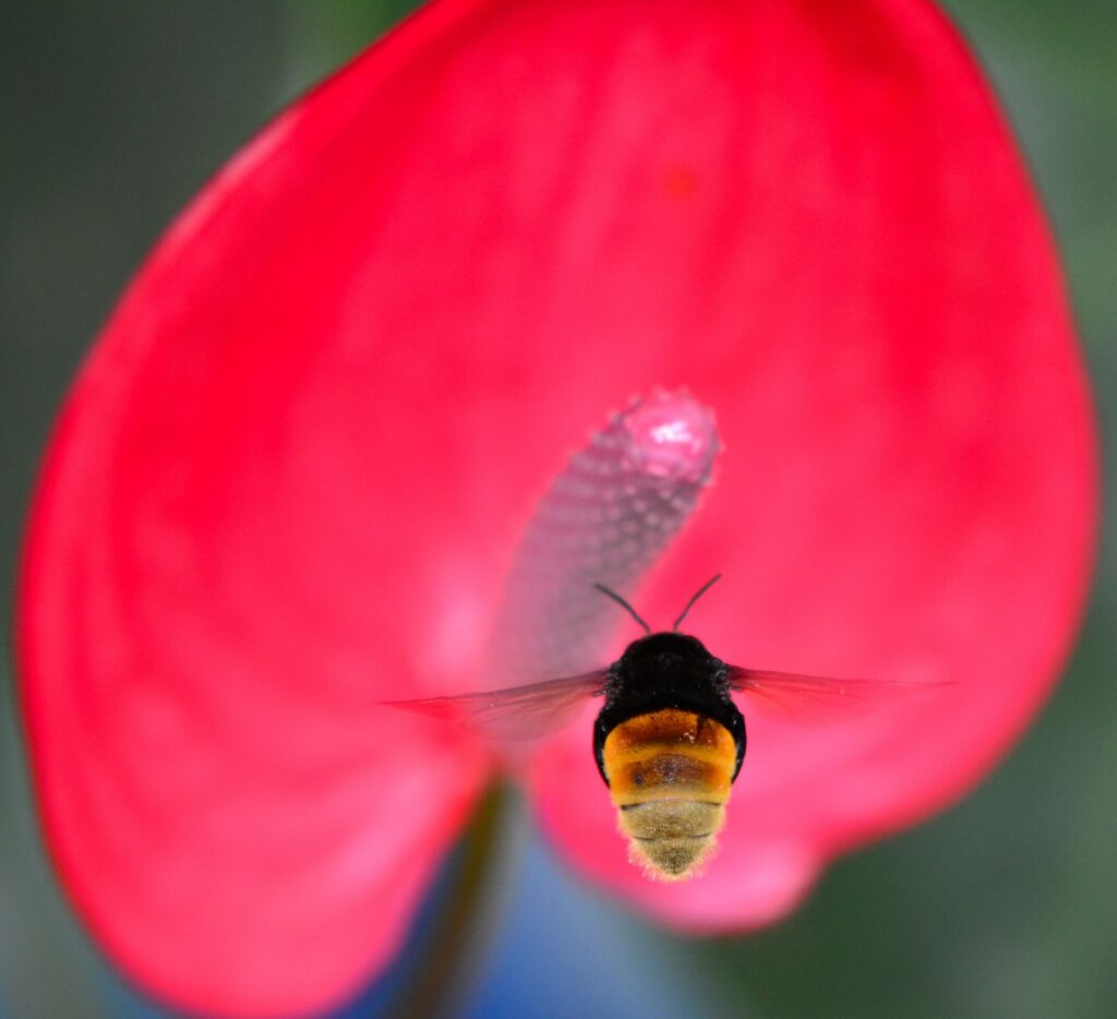 Abeja del género Eulaema. Créditos: Edward Ramos.