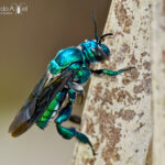 Abeja del género Exaerete. Créditos: Eduardo Axel Recillas Bautista.