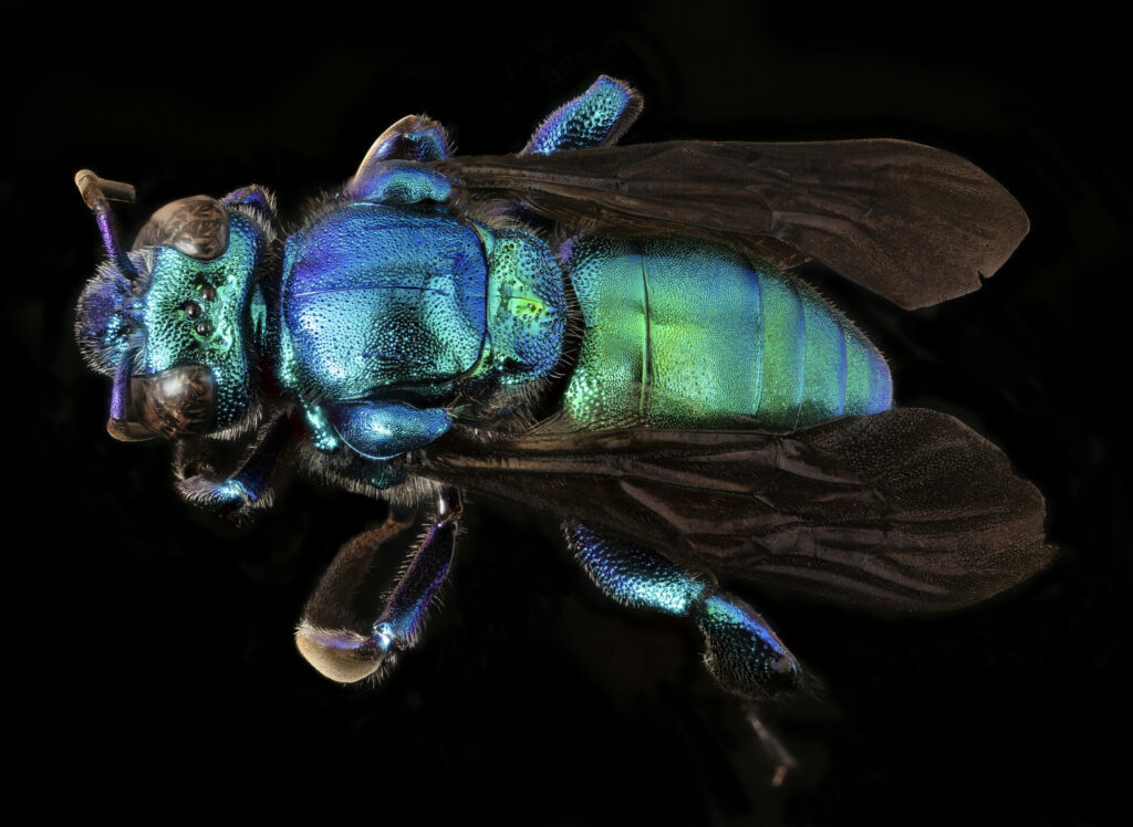 Abeja del género Exaerete. Créditos: USGS Bee Inventory and Monitoring Lab.