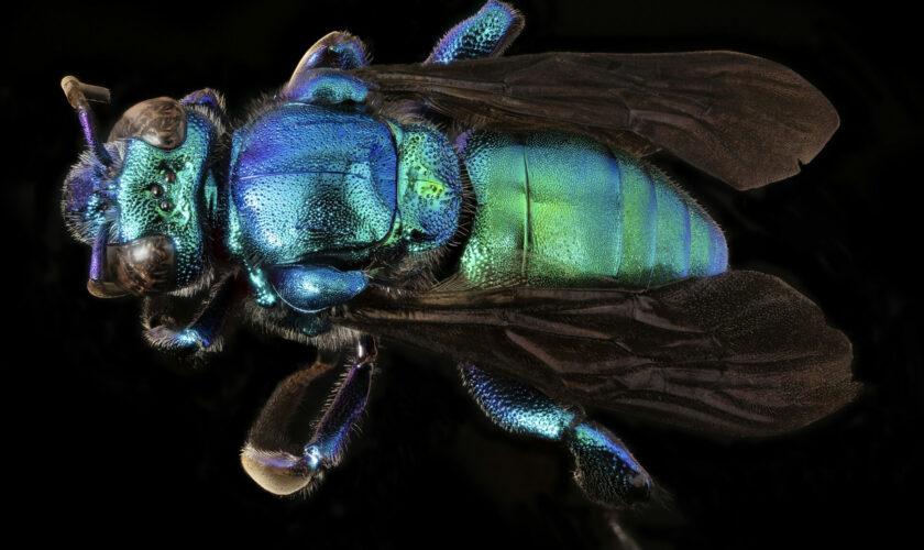 Abejas de las orquídeas: Conociendo a las vistosas integrantes de la tribu Euglossini