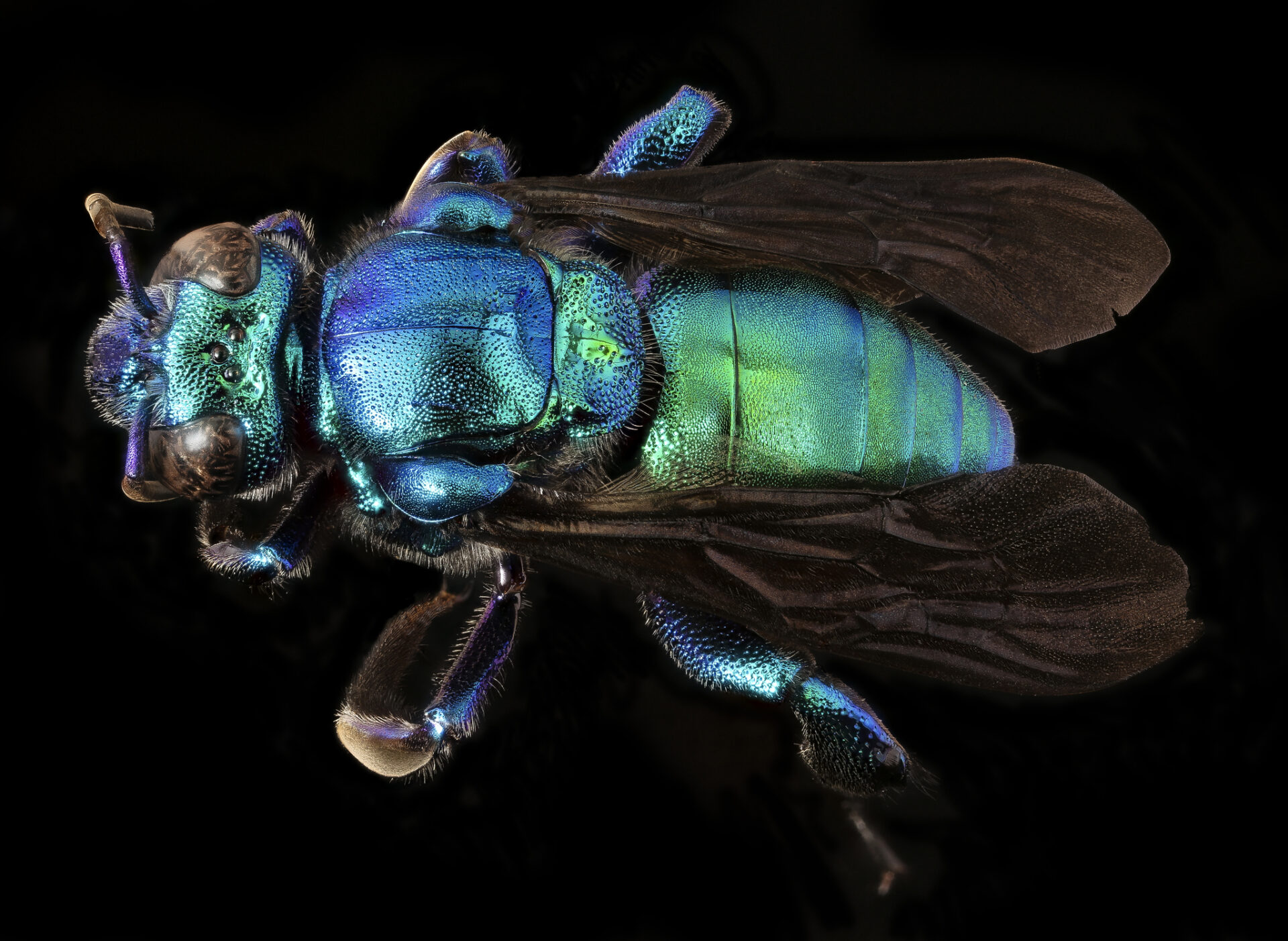 Abejas de las orquídeas: Conociendo a las vistosas integrantes de la tribu Euglossini