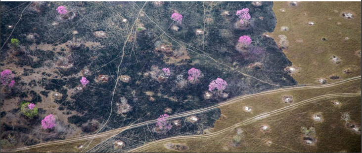 Imagen de 2019 (año de los grandes incendios en la Chiquitanía), cuando la quema afectó unas 30 000 hectáreas. Cortesía de Fundación para la Conservación del Bosque Chiquitano (FCBC).