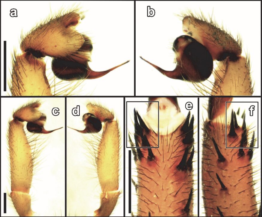 FIG 3 DISTRIBUCION ARAÑA