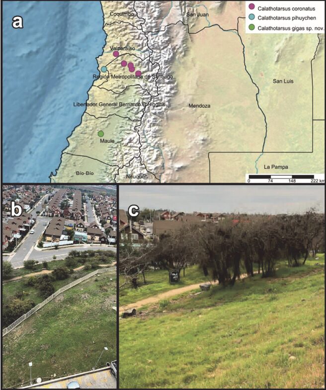 FIG 3 DISTRIBUCION ARAÑA