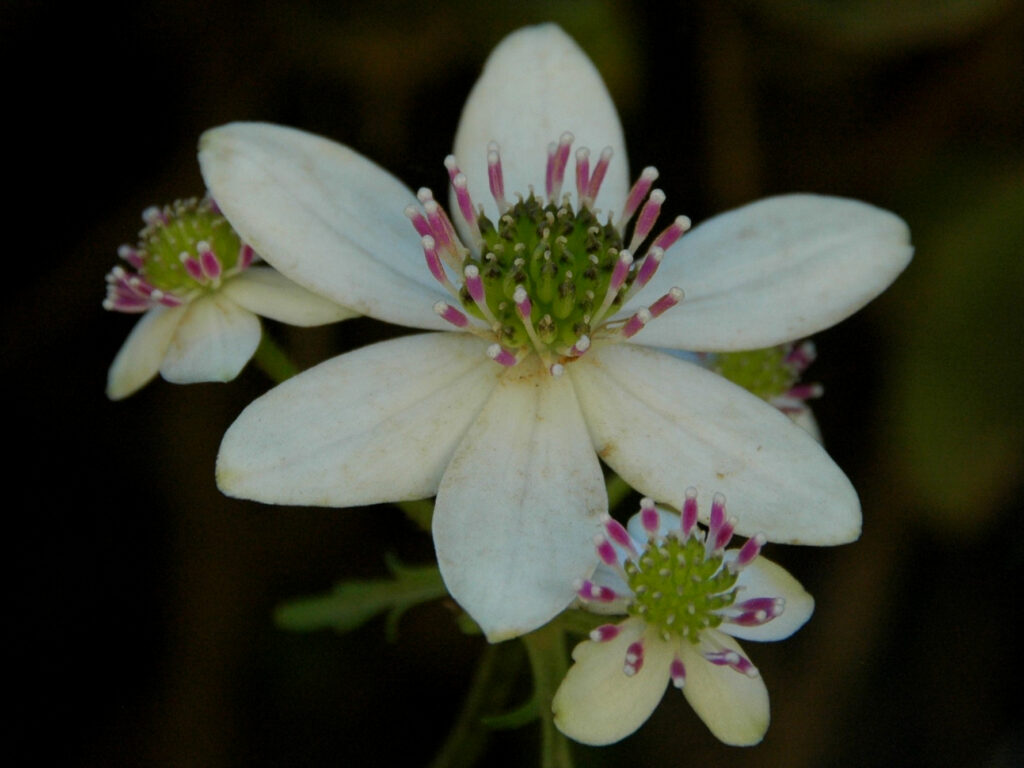 Flor de la estrella Anemone hepaticifolia Los Colores del sur - Ma Teresa Edwards