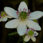 Flor de la estrella Anemone hepaticifolia Los Colores del sur -Ma Teresa Eyzaguirre