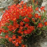 Flor de la roca Ourisia polyantha Los Colores de la Patagonia - Ma Teresa Eyzaguirre