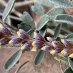 Flor de la vela Errazurizia multifoliolata - Los Colores del Desierto - Consuelo Valdés