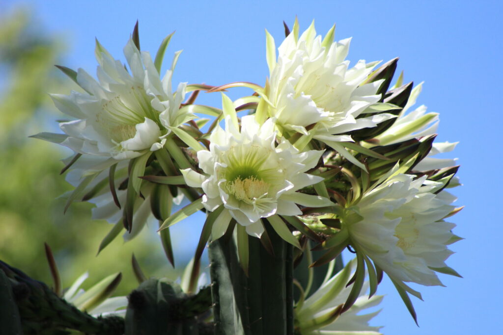 Cactus San Pedro (Trichocereus macrogonus). Créditos: ©Tamara Núñez