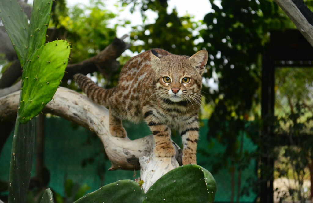 Leopardus garleppi. Foto: Álvaro García, uno de los coordinadores del Pampa’s Cat Working Group.