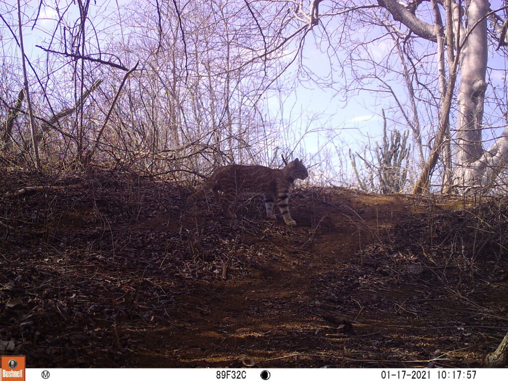 Fotografía tomada en 2021 por una cámara trampa del proyecto ‘Gato del desierto’. Foto: cortesía Pampa’s Cat Working Group.