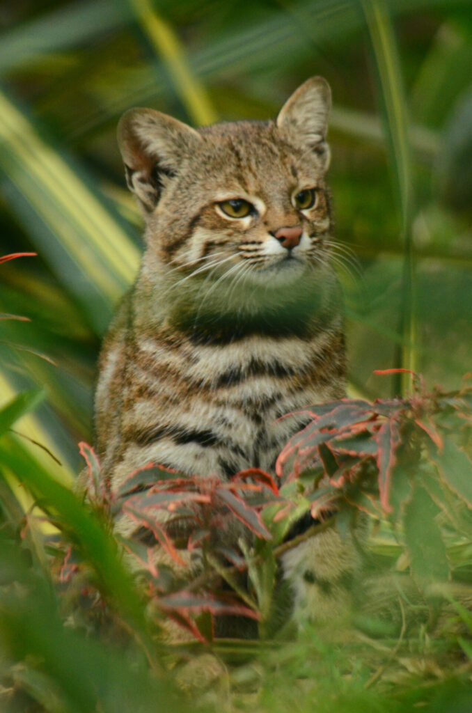 Gato de las pampas (Leopardus garleppi). Fotografía tomada por Álvaro García, uno de los coordinadores del Pampa’s Cat Working Group.
