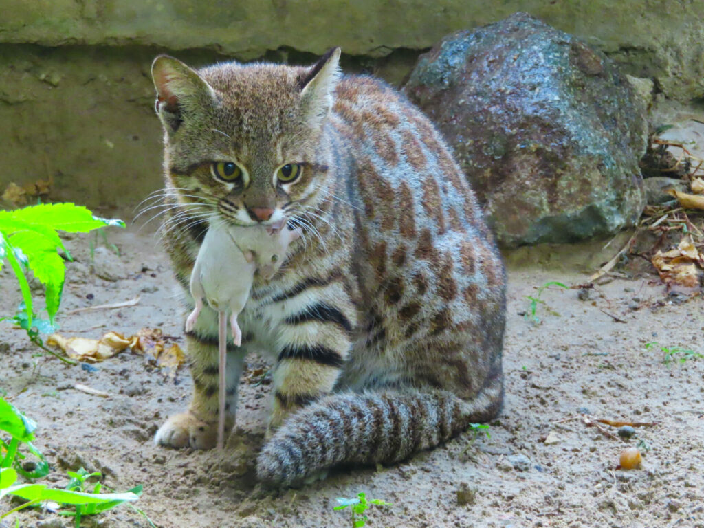 Gato de las pampas con un roedor fotografiado por Jhonatan Caledonio. Foto: cortesía Pampa’s Cat Working Group.