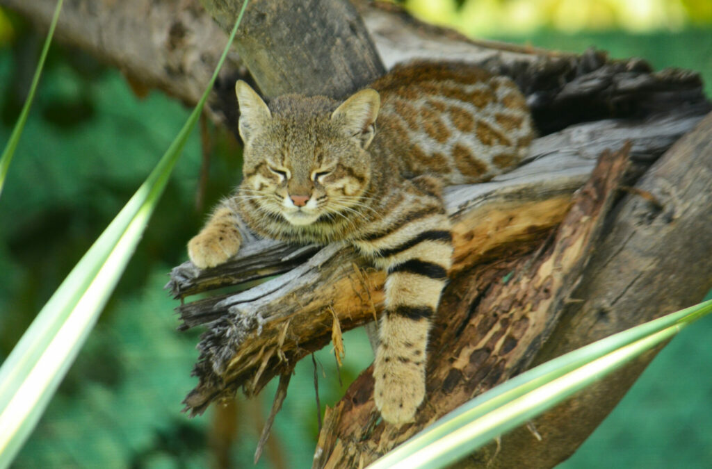 Leopardus garleppi descansando sobre un árbol. Foto: Álvaro García, uno de los coordinadores del Pampa’s Cat Working Group.