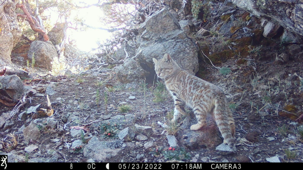 Fotografía tomada en 2022 por una cámara trampa colocada por Merinia Mendoza. Foto: cortesía Pampa’s Cat Working Group.