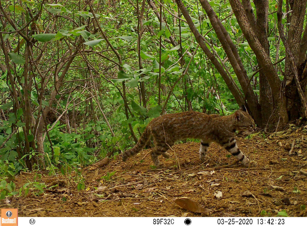 Fotografía tomada en 2020 por una cámara trampa del proyecto ‘Gato del desierto’. Foto: cortesía Pampa’s Cat Working Group.