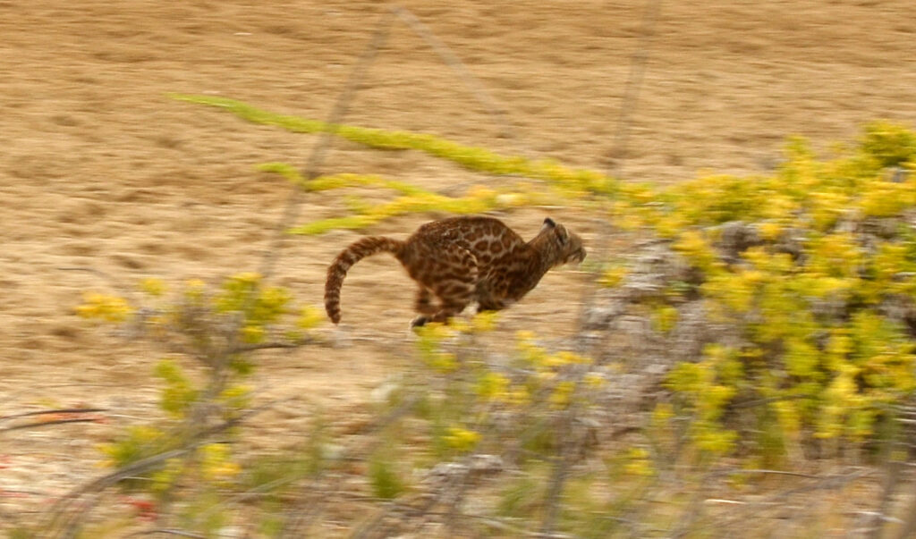 Gato de las pampas corriendo en su hábitat natural. Foto tomada por Álvaro García, uno de los coordinadores del Pampa’s Cat Working Group.