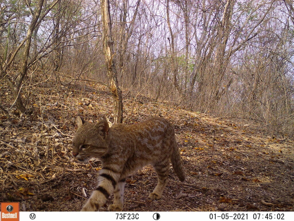 Fotografía tomada en 2021 por una cámara trampa del proyecto ‘Gato del desierto’. Foto: cortesía Pampa’s Cat Working Group.