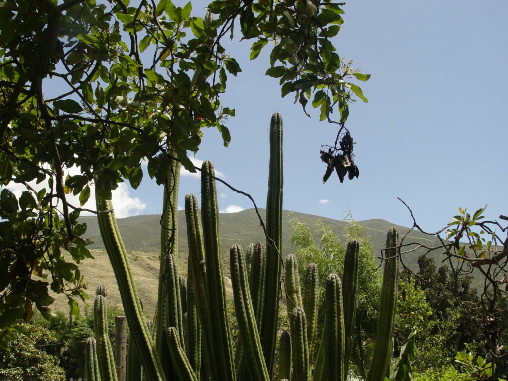 Cactus San Pedro (Trichocereus macrogonus). Créditos: ©Frank Dietze