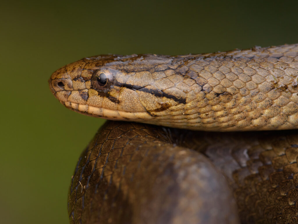 Galvarinus chilensis. Créditos: ©Javier Gross @javier.gross.fotografía