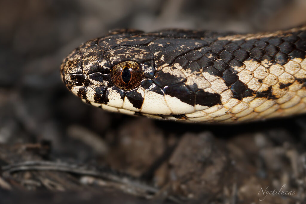 Culebra de cola corta (Galvarinus chilensis). Créditos: ©Lucas Rojas